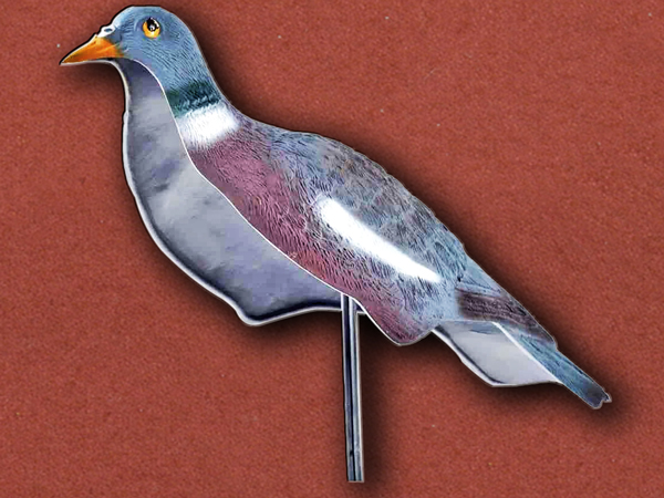 Pigeon Shell