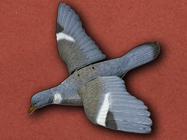 Pigeon flapping Wings